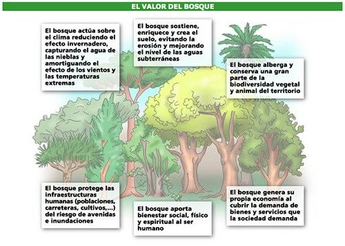 Diversas funciones que cumplen los bosques.