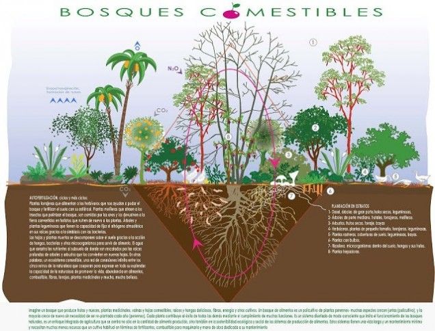 Diferentes ciclos naturales (CO2, nitrógeno, fósforo...) y funciones que se dan en un bosque comestible.