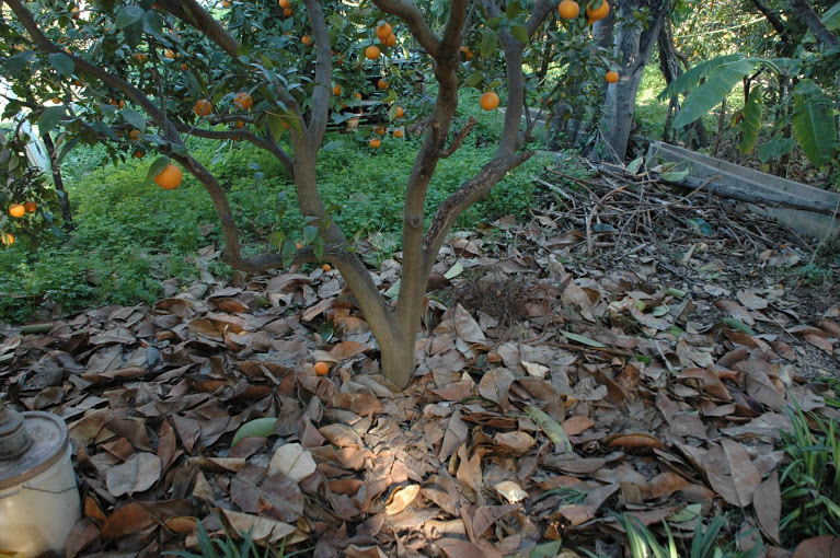 Naranjos cultivados sin agroquímos. en el suelo, el mulch formado por ramas y hojas secas